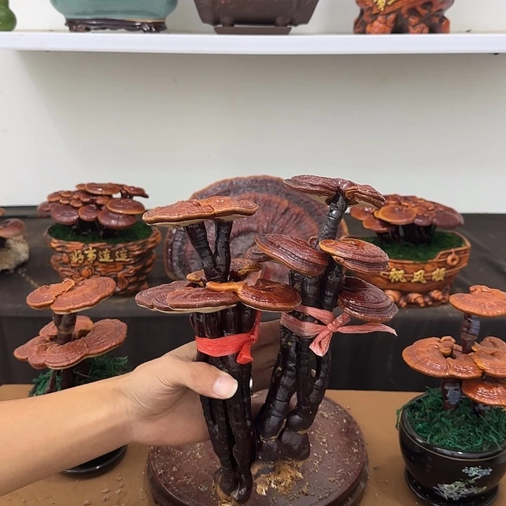 陈***，无花朵灵芝盆景居家盆景