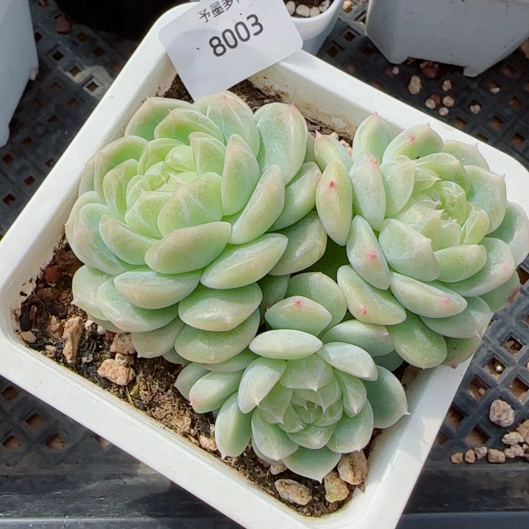 泼天富贵，8003多肉植物