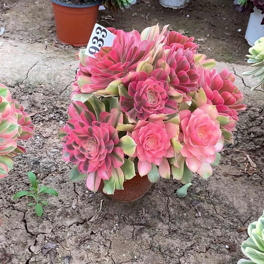 红袖933多肉法师植物