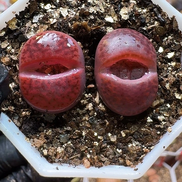 生石花11111111。    305