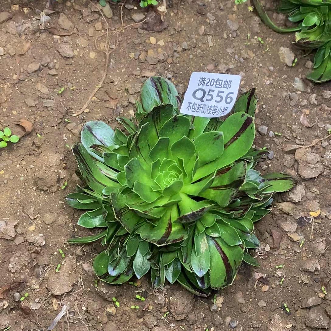 556碧火多肉法师锦量拍