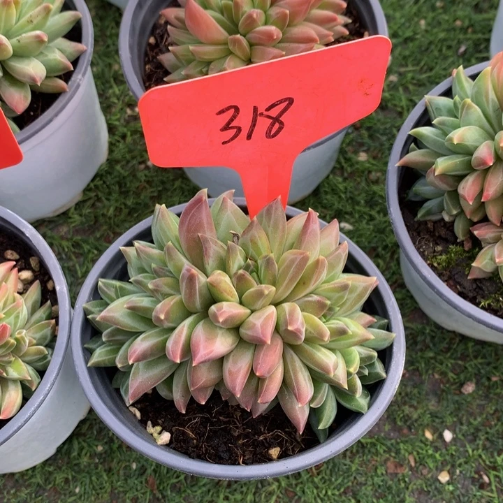 多日子黑素727273773