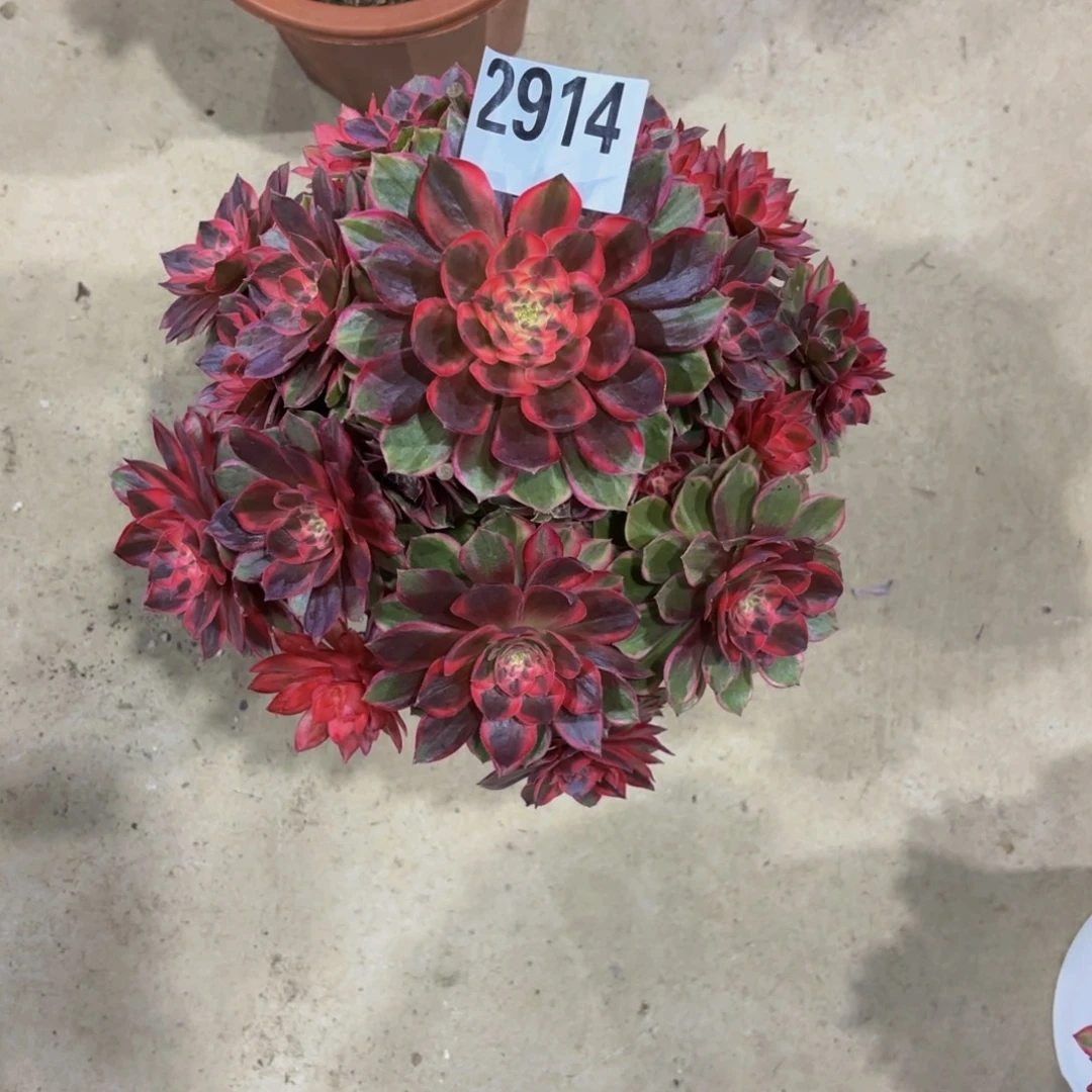 无花朵2914黑魔锦111111