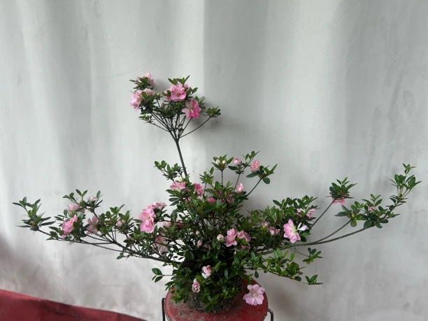 皋月杜鹃（可盆栽地栽观花绿植