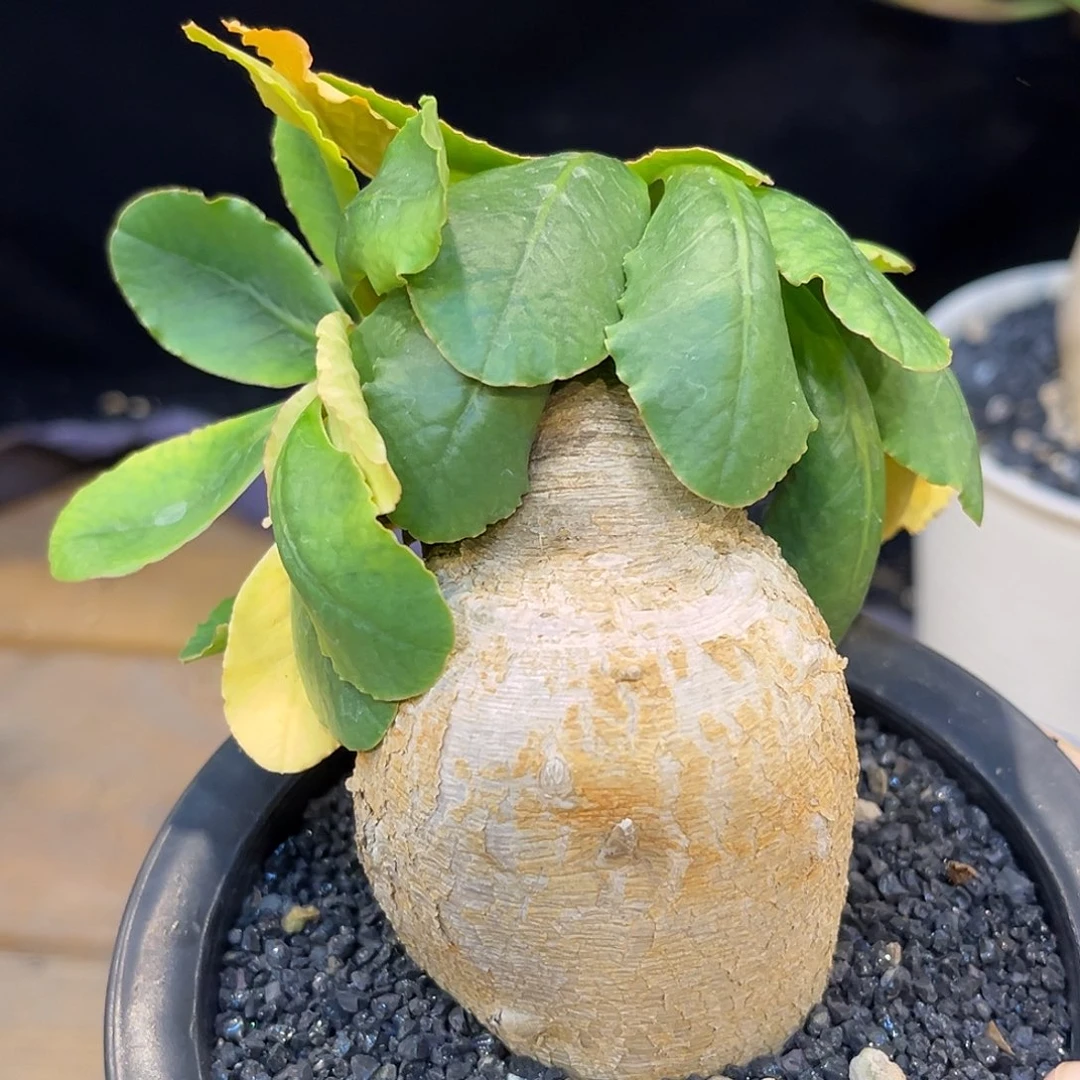 潮流植物 樱花大戟