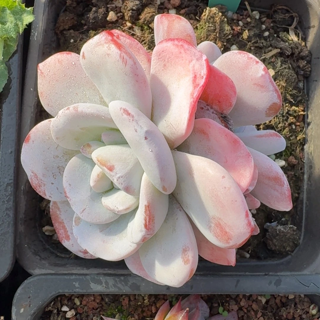 从前慢花园多肉编号1231-33