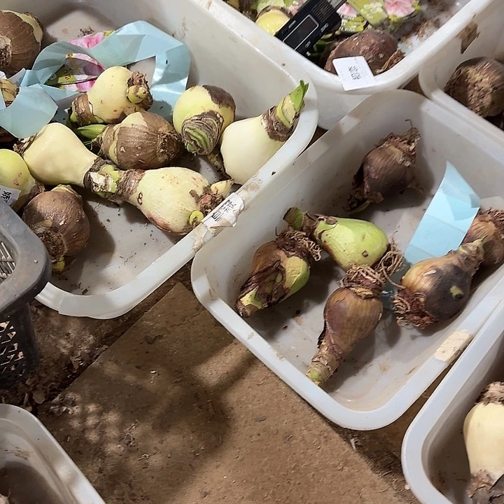 轻残次球进口球3球混球