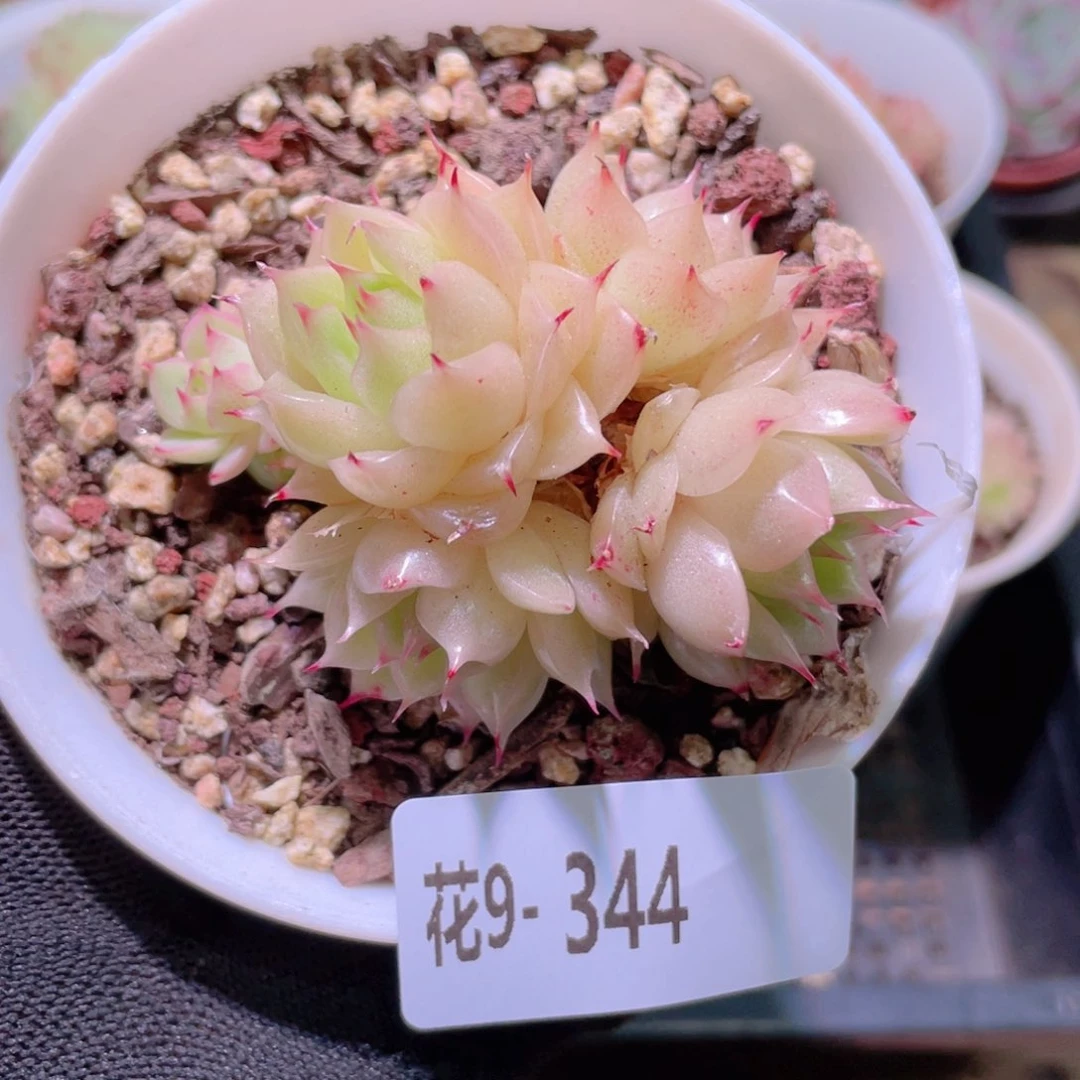 花利美9-344海王