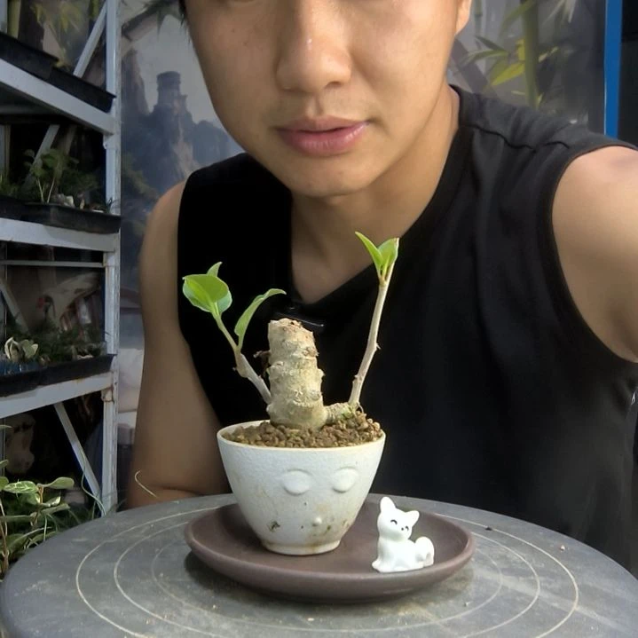 心**然中青园艺一物一拍44