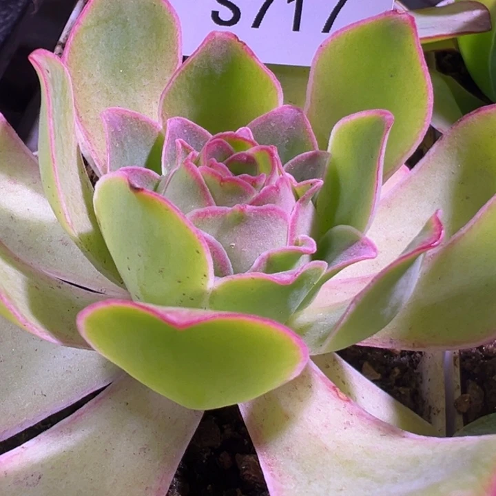 三碗717   自留观察不知名