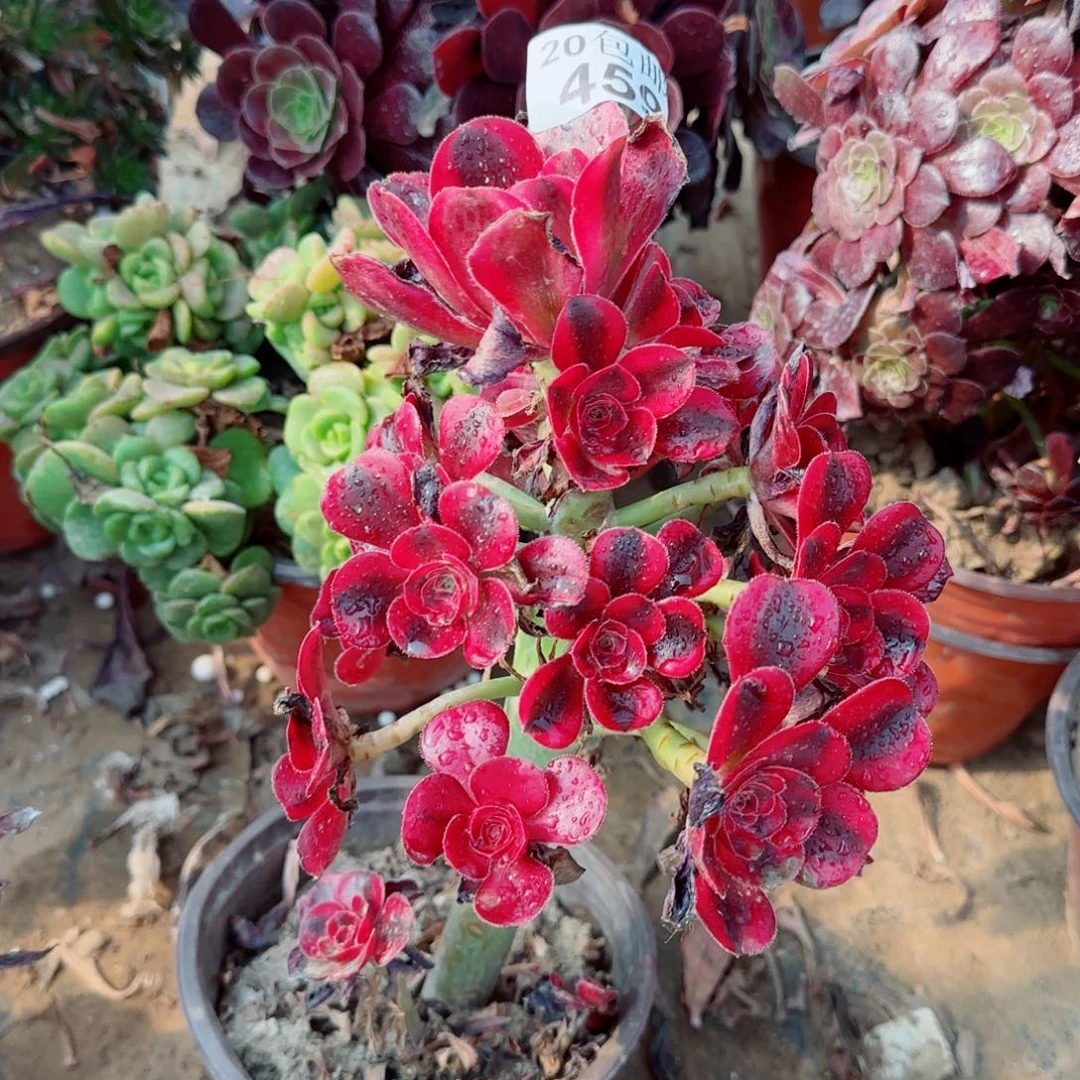 香奶奶多肉459满20包邮断枝不包