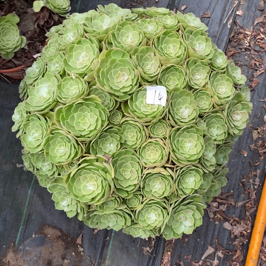 悦*多肉植物组合拼盘14