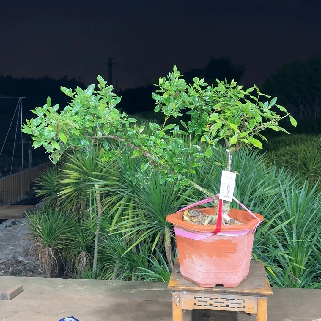 盆景精品海岛栀子花