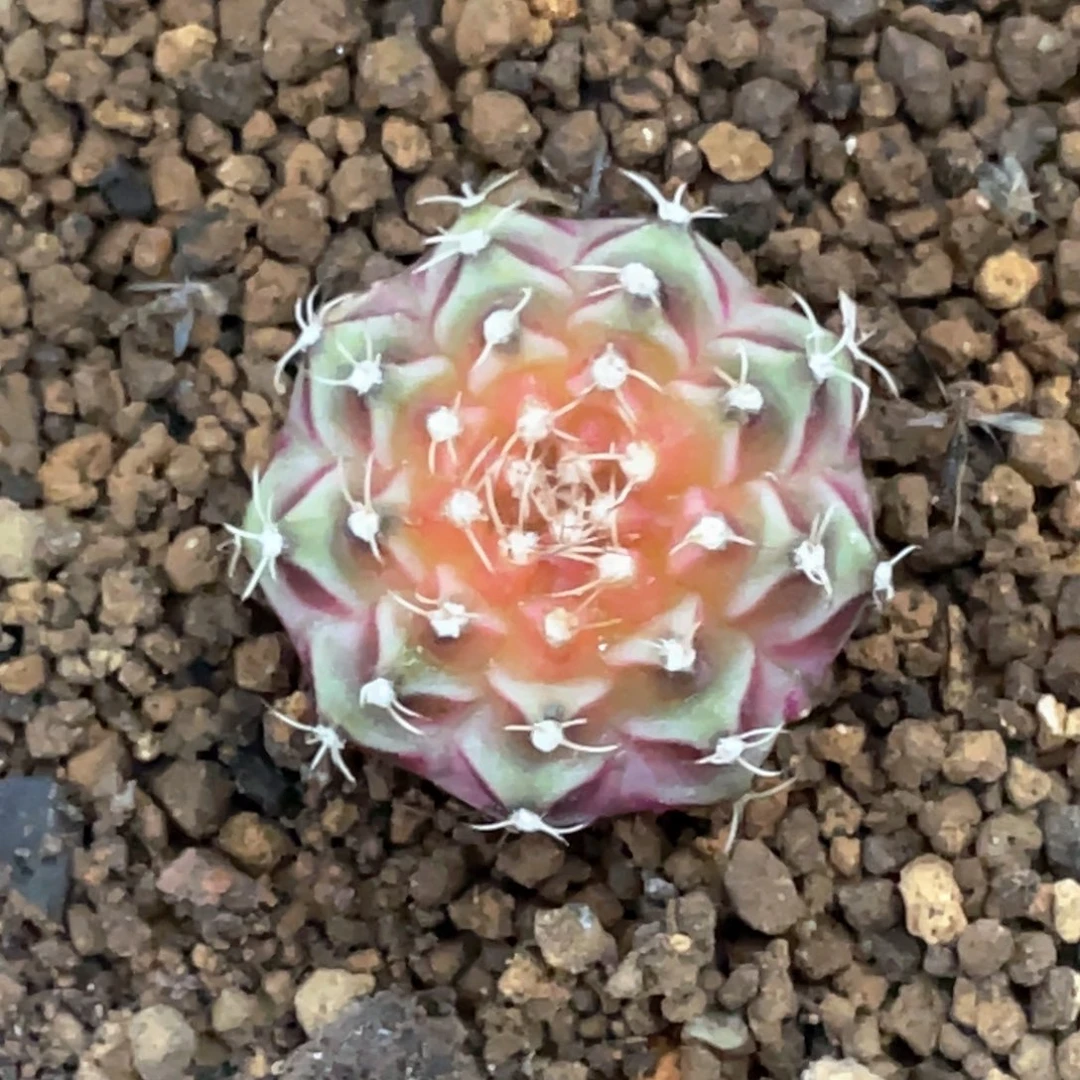 当前无花朵，栽培后可花朵梦想轮回