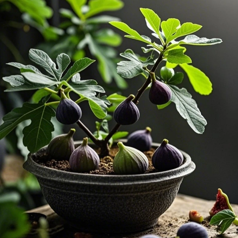 无花果树苗小杯特大果矮化巴劳奈波姬红室内室内水果盆栽