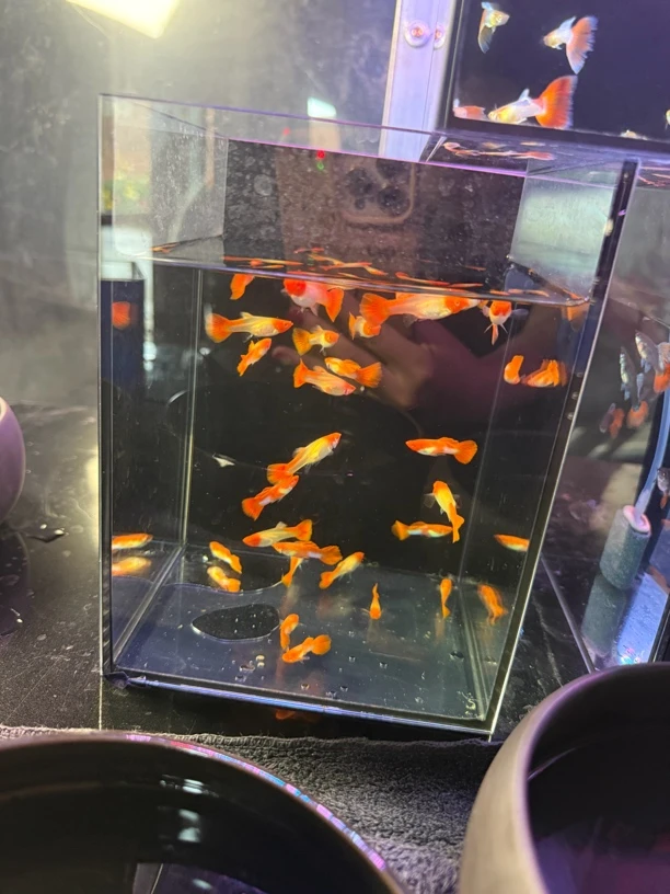 鸿运当头孔雀鱼 以直播间为准(无开箱视频不报损)