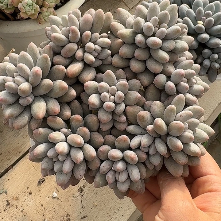 粉色恋人多肉植物的叶子