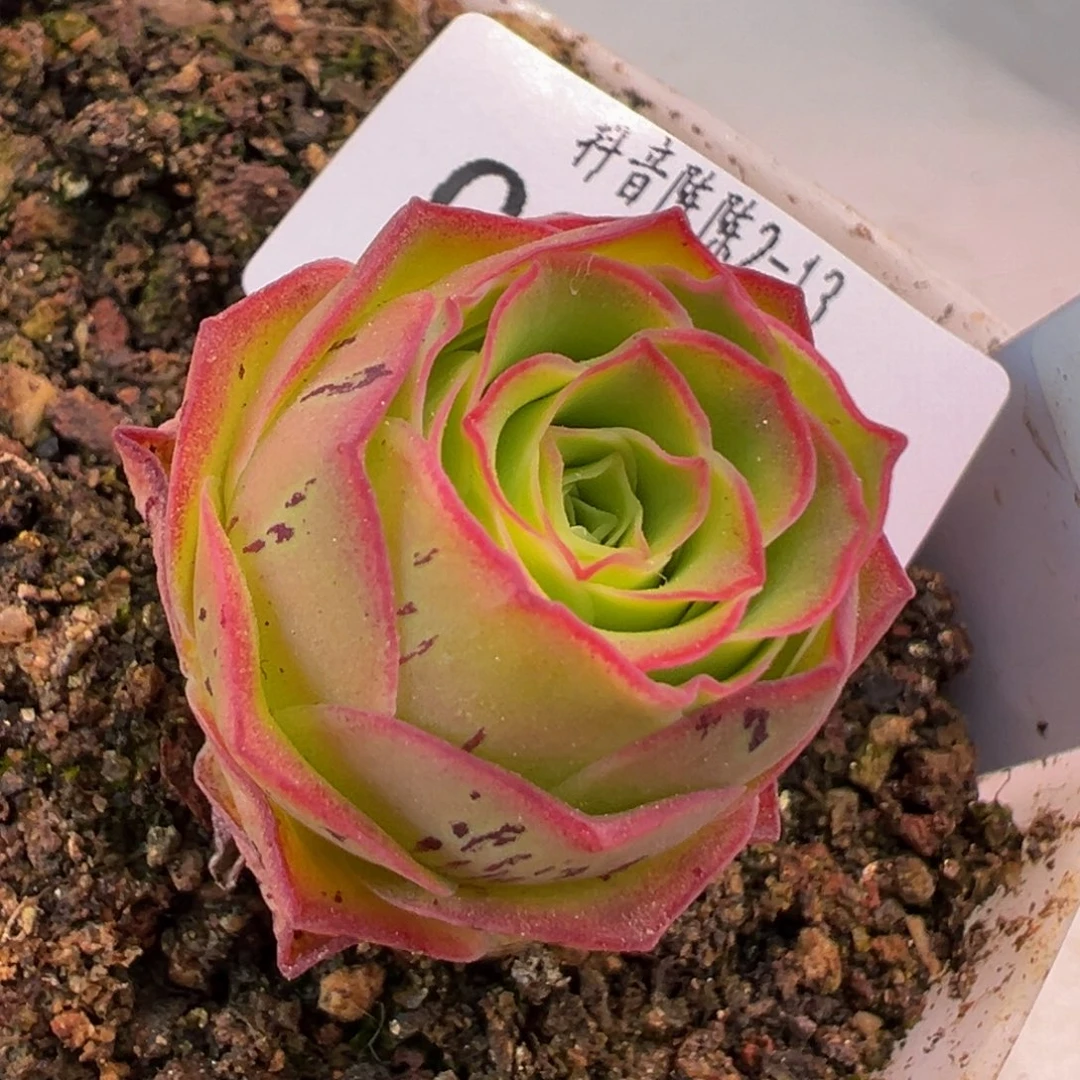 陈陈816绝色x各种多肉