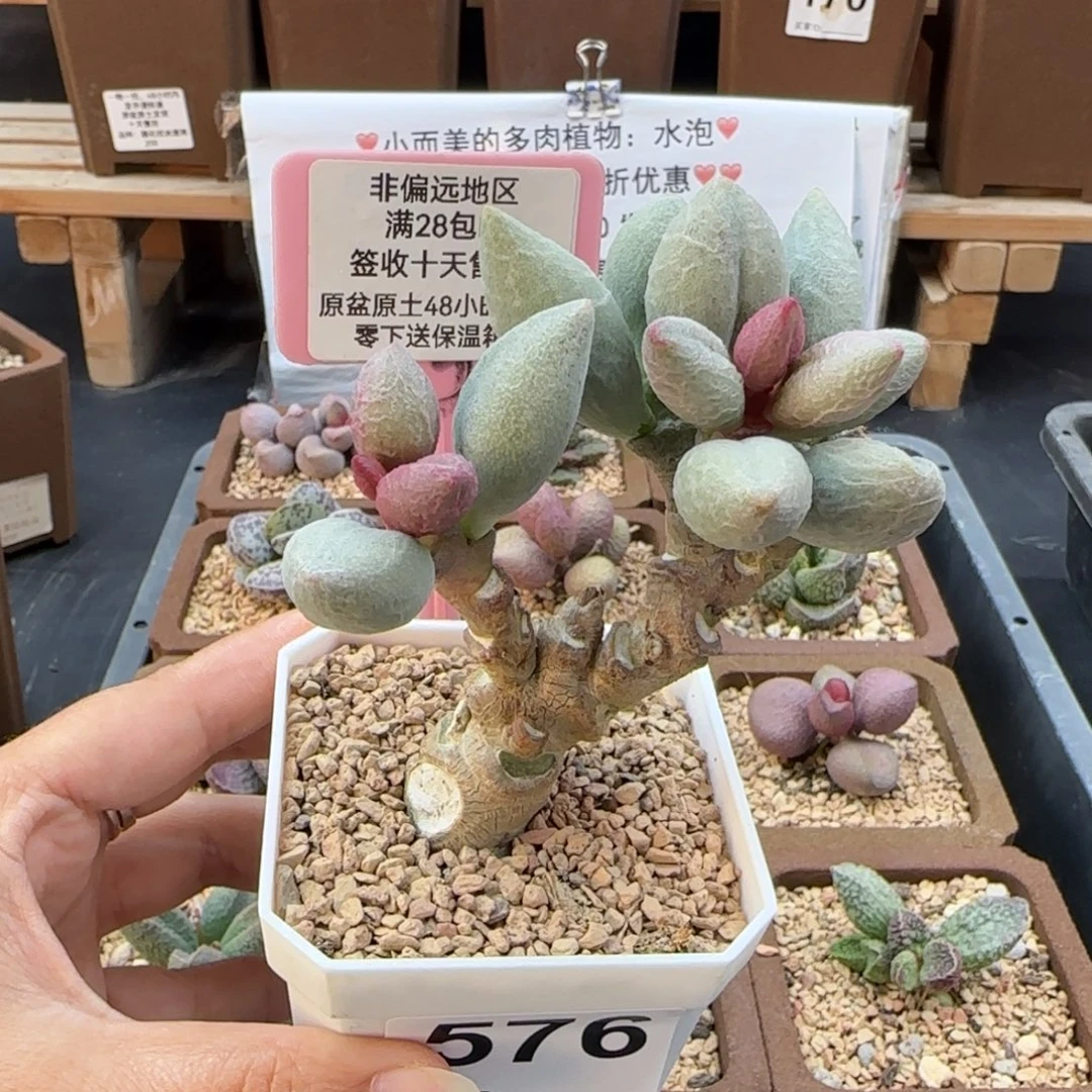576白糖多肉植物多肉