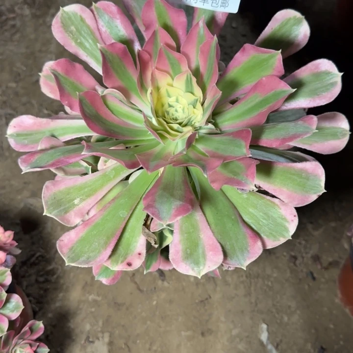 7402白凤多肉植物