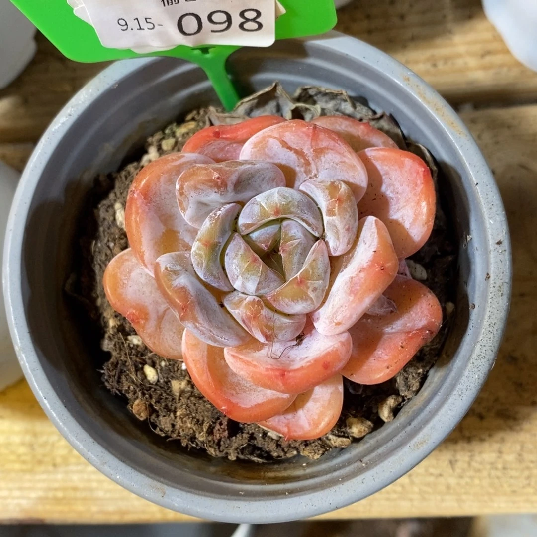 婷****915098多肉单头多肉