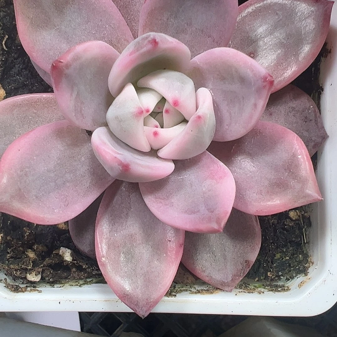 酒红香槟锦多肉植物