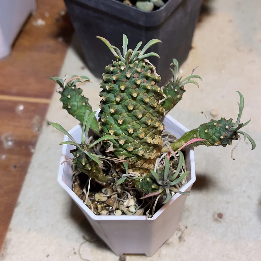 铁甲麒麟一物一拍脱土发