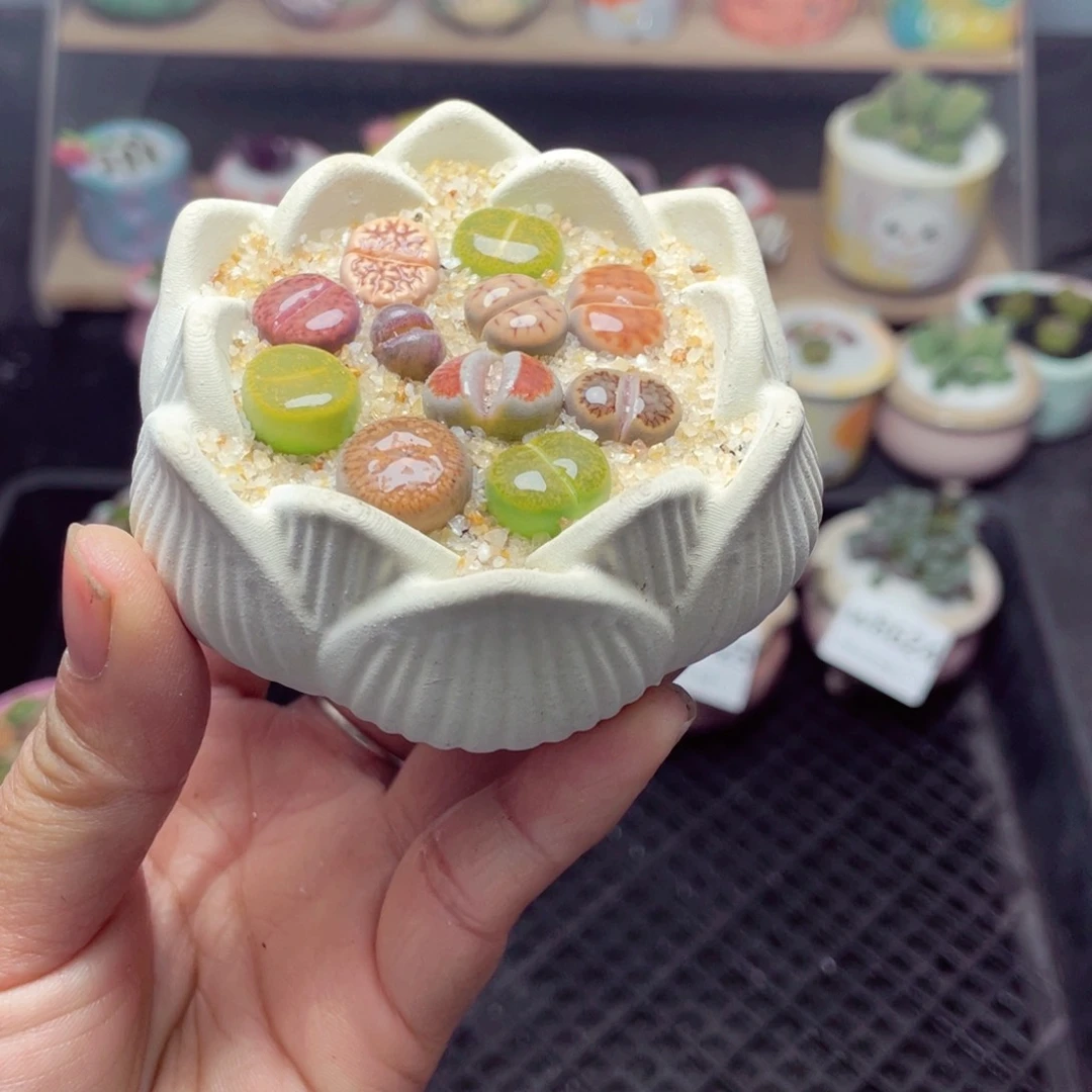 w9629 带盆土发货-零下地区拍保温箱