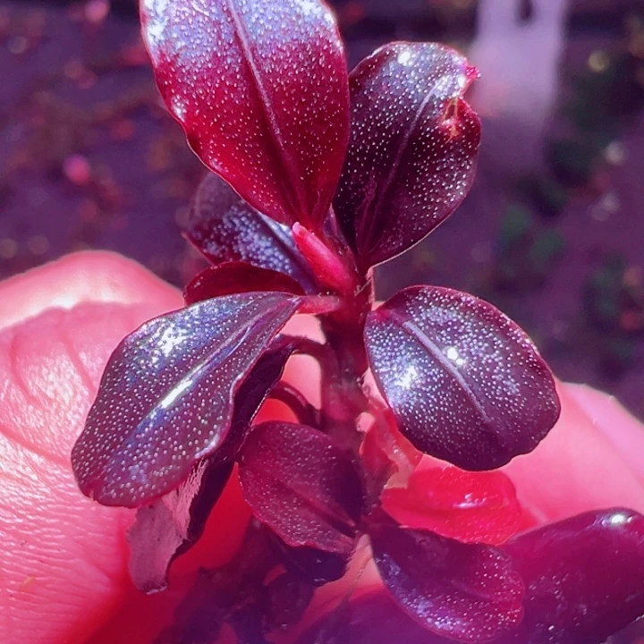 福利34号福利价植物一头