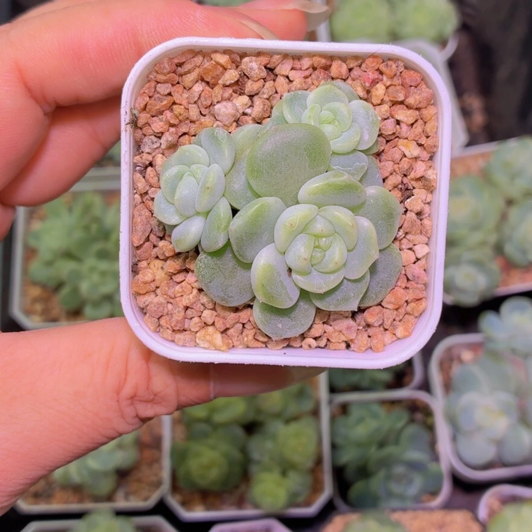 4号链接甜心白多肉特价