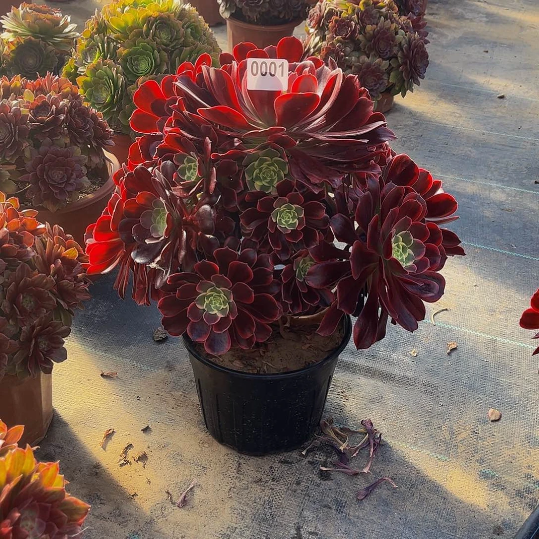 G*L多肉植物一物一拍0001