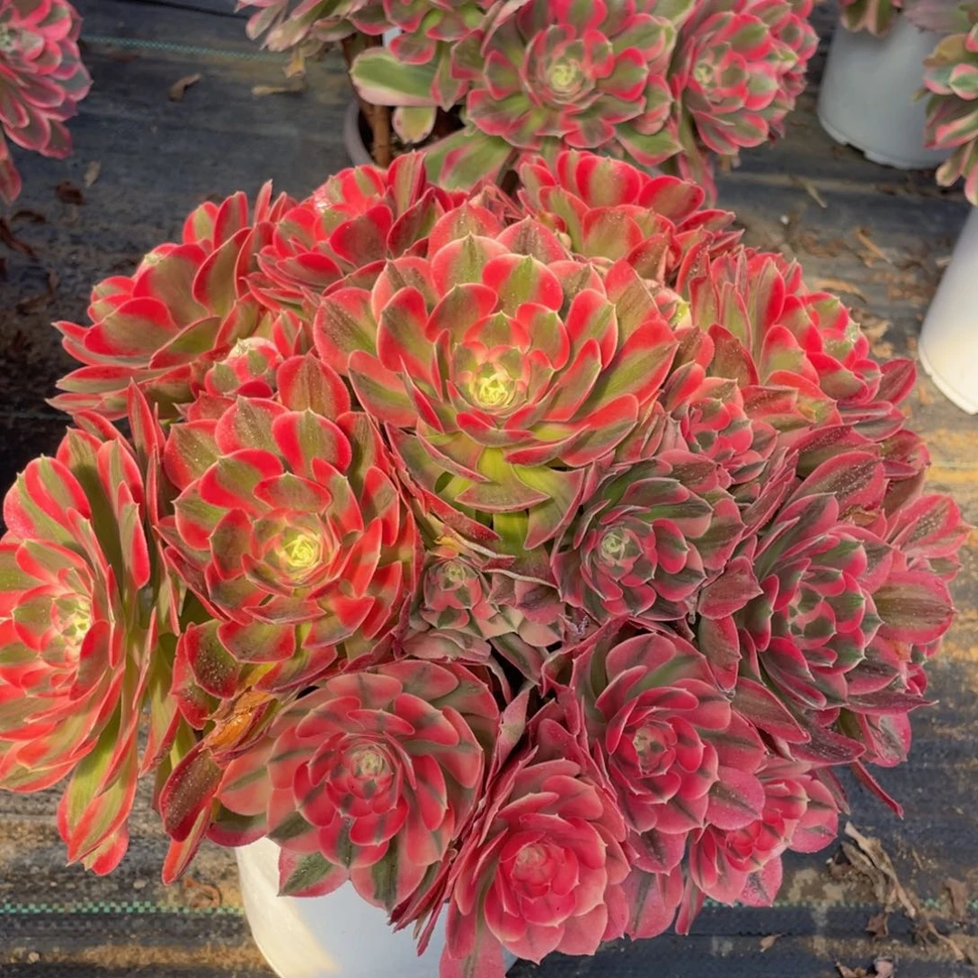 652初恋大捧花精品法师多肉