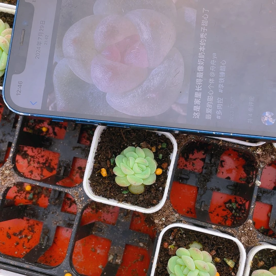 秃子甜心中苗一个满25包邮