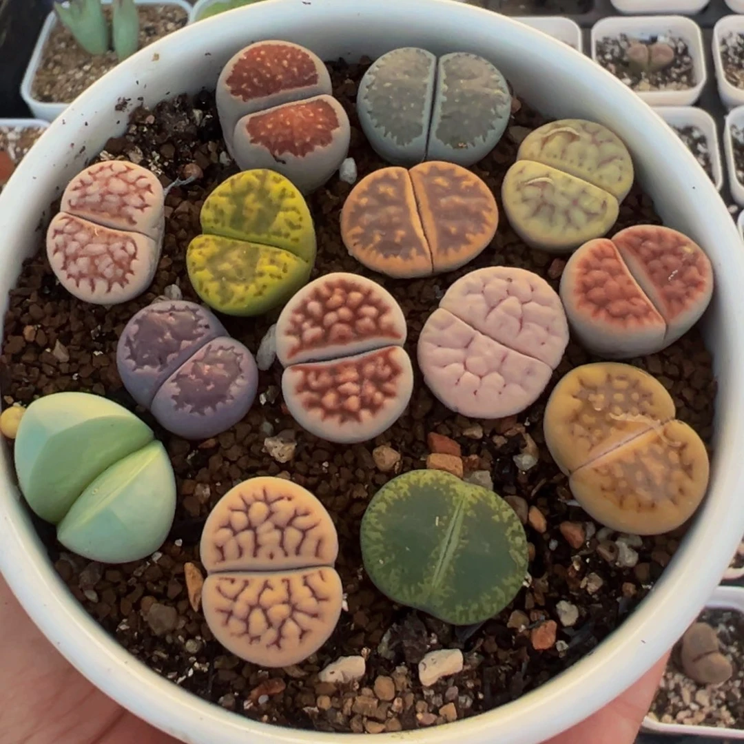 带盆带土母本组合多肉