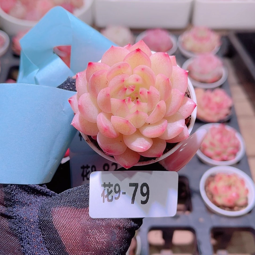 花利美9-79新品单头