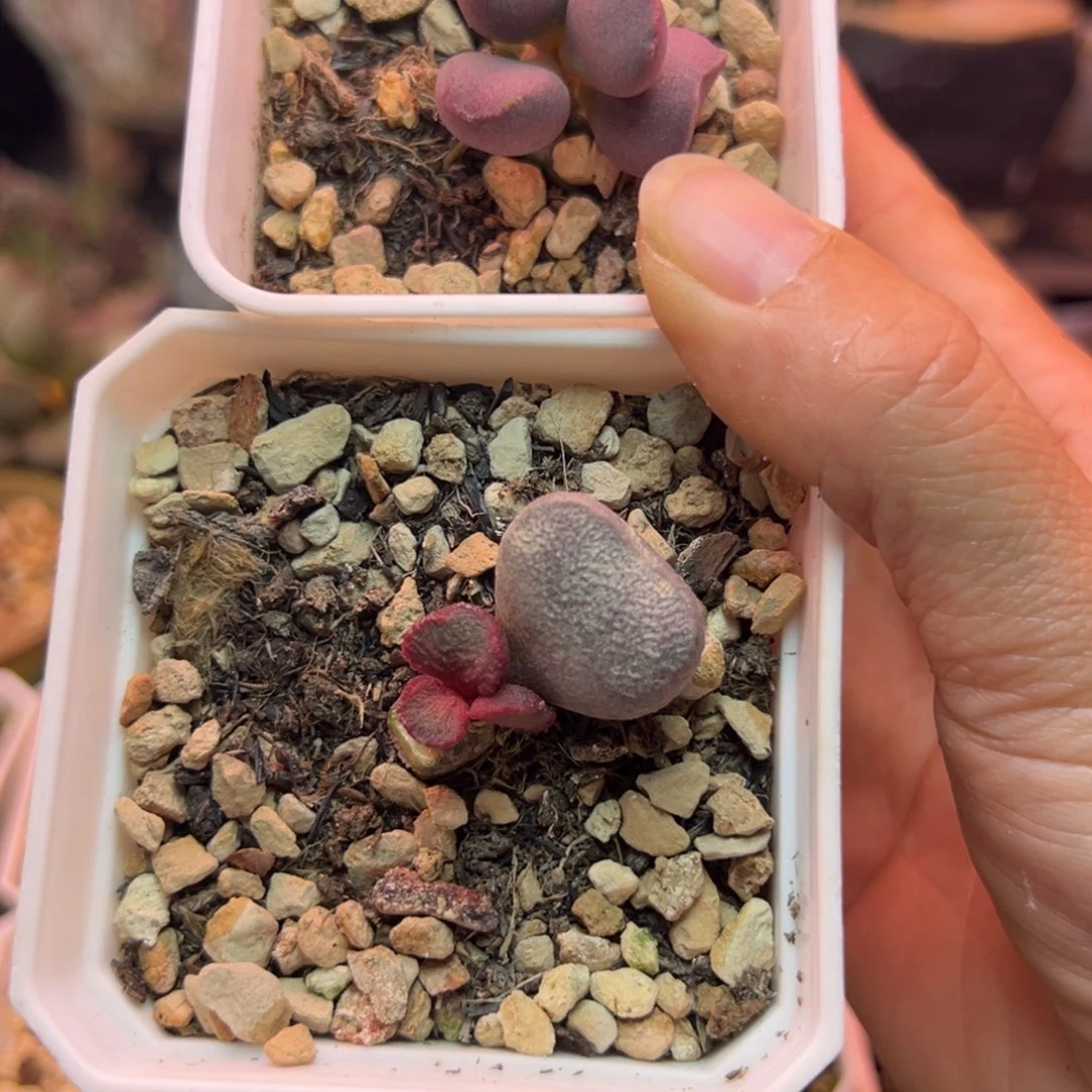 *****我也想要这样一款面霜