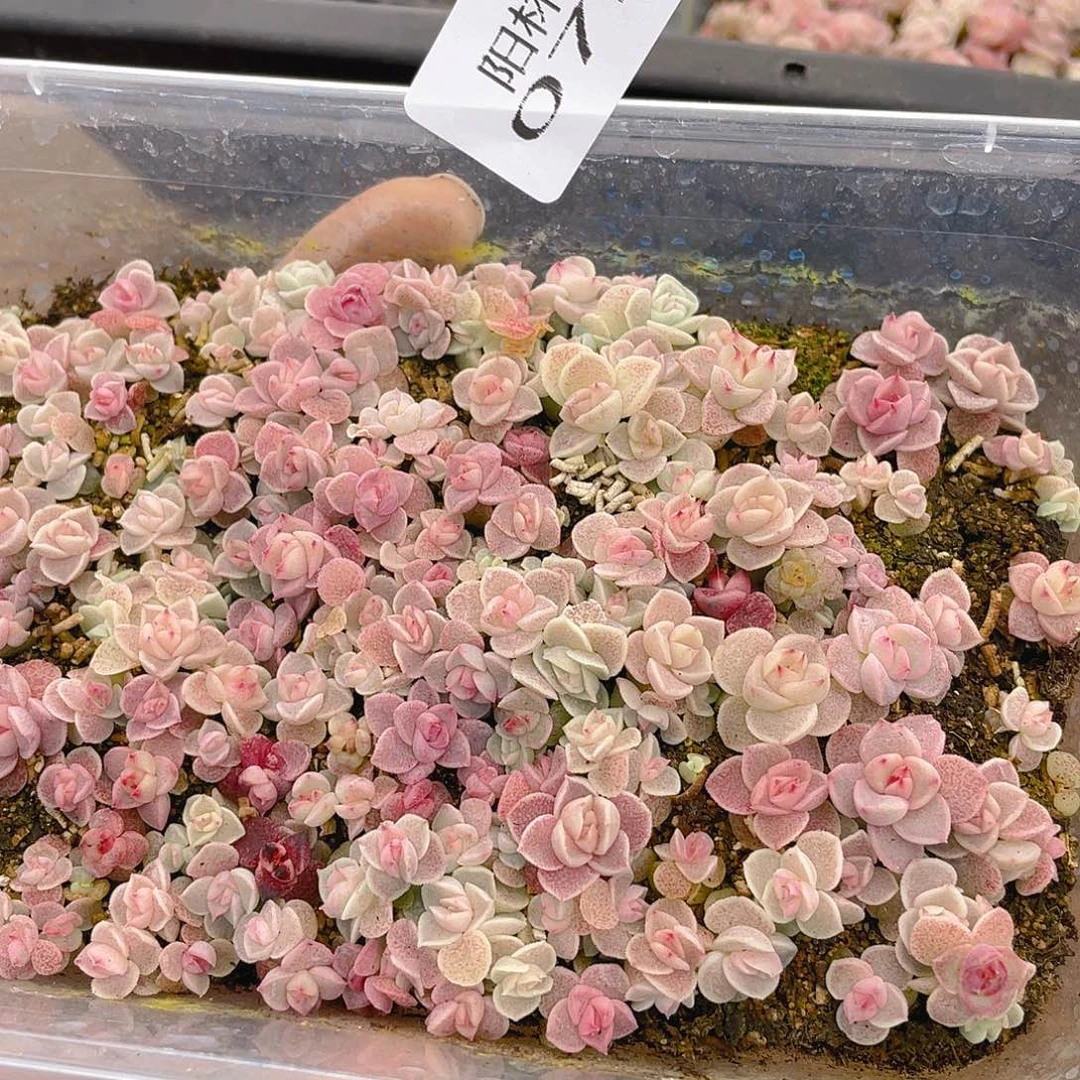 多肉植物多肉植物750