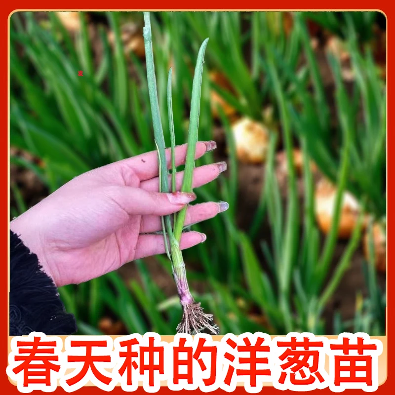 优质水果洋葱种子苗栽苗高桩洋葱苗蒜苗种植圆葱头基地实发