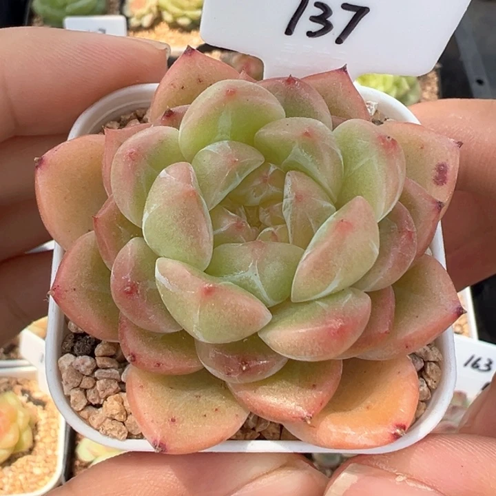 137号清荷 晗雨多肉