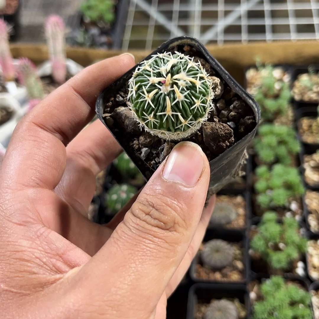 太刀岚单头发货单头发