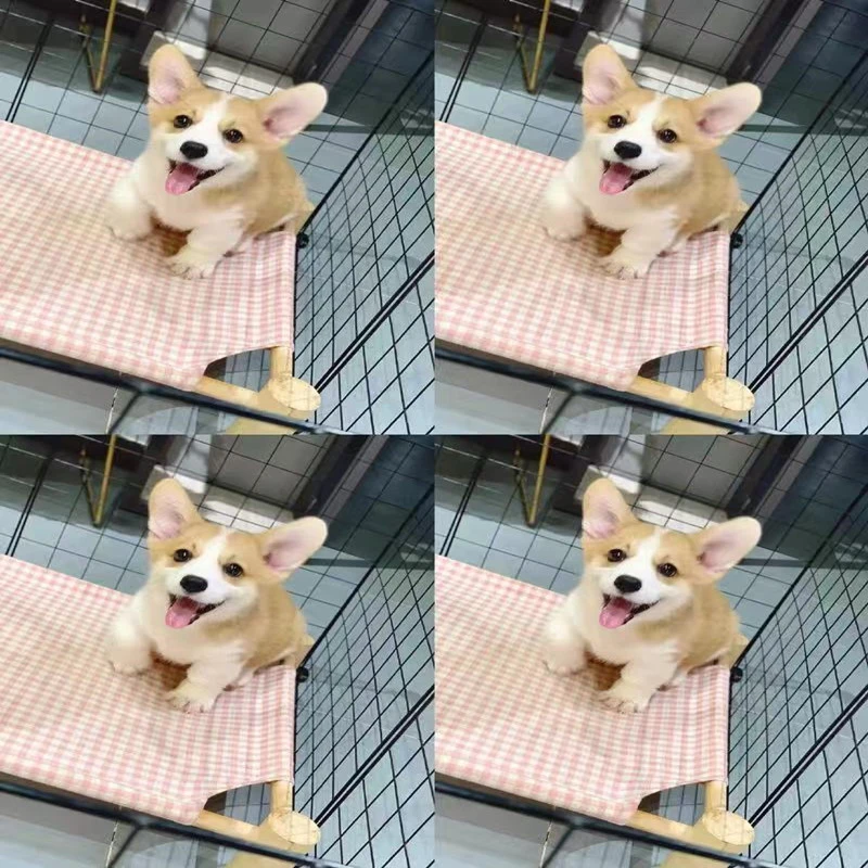 柯基幼犬黄白柯基小短腿黑白三色柯基小狗小型活体宠物狗