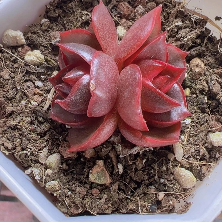 红灯精品多肉植物