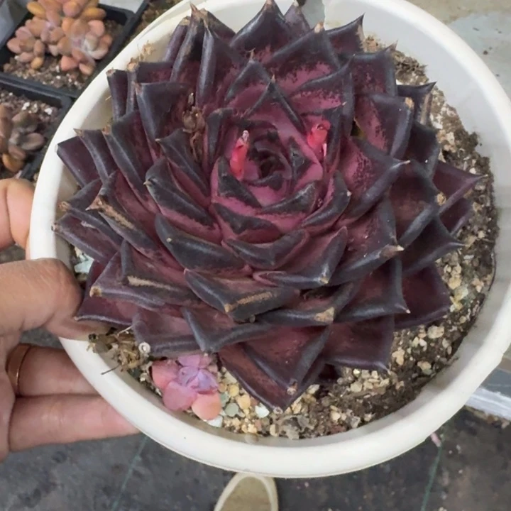 血罗 单头 一物一拍