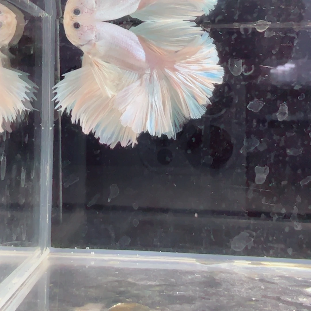 斗鱼浅色特殊尾hhhh