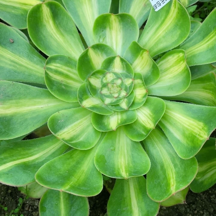 安***然726暴君多肉12345678