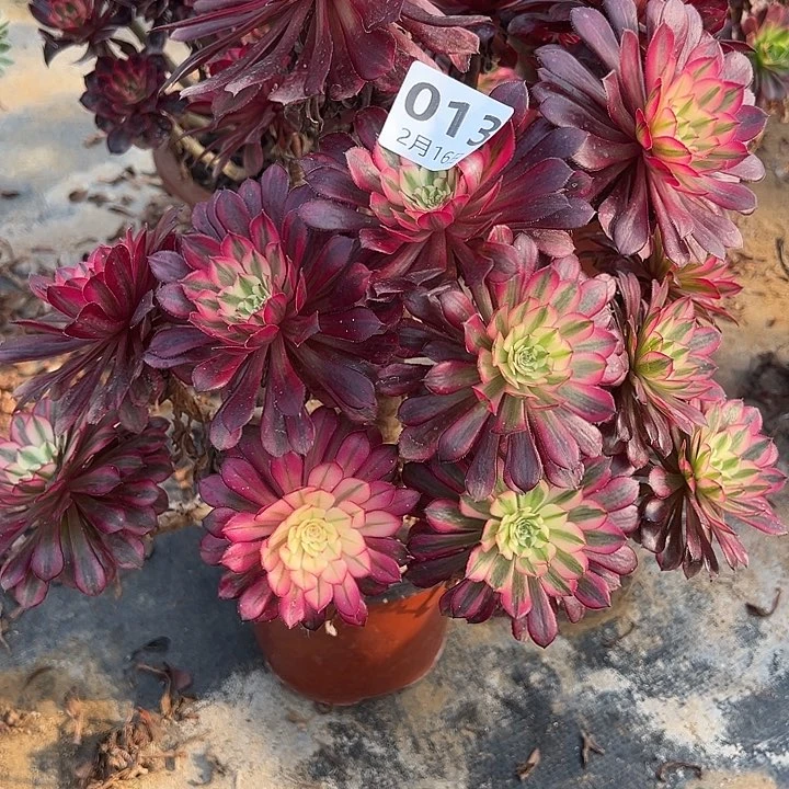 江****姐2.16-13黑桐柏多肉植物1