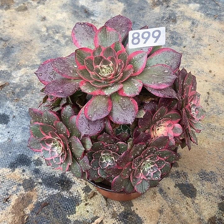 粉花妖特价899多肉不包断