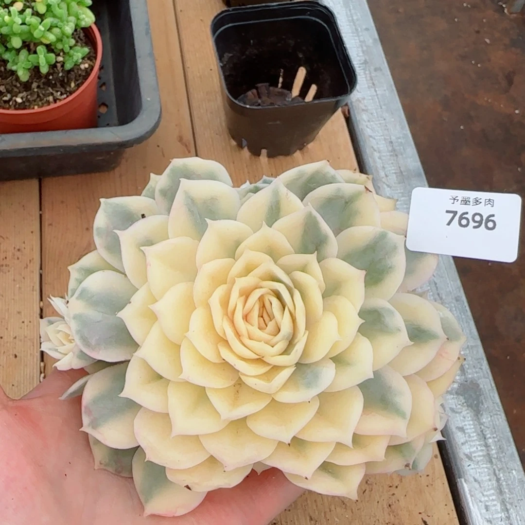 昂锦，7696多肉植物