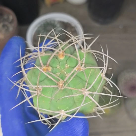 实生不知名长刺直径5。。。。。