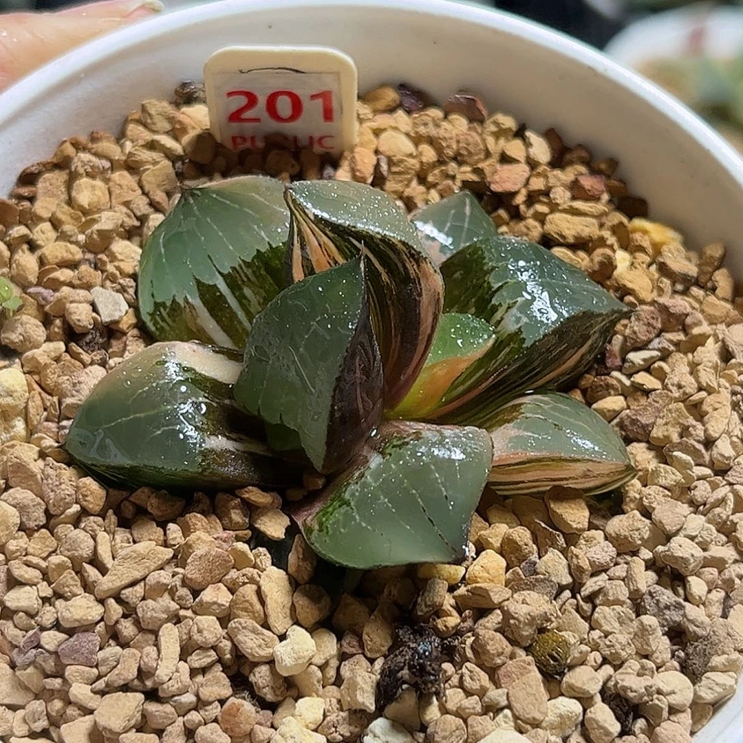 201龙禧克锦福利福利